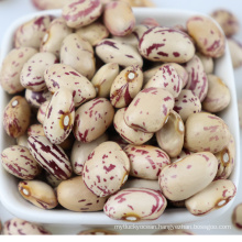 New crop originated in xinjiang, China Light Speckled KidneyBeans Cranberries Beans 160-180 cranberries beans